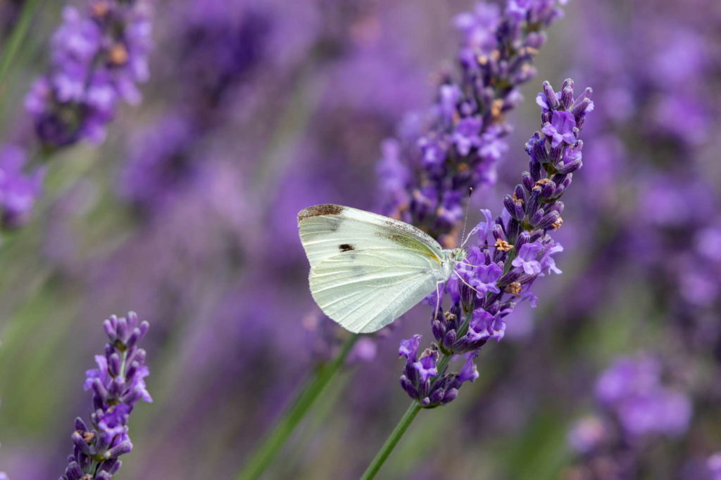 Lavendel met vlinder