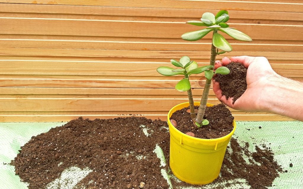 Rubberboom in pot met aarde tijdens het verpotten