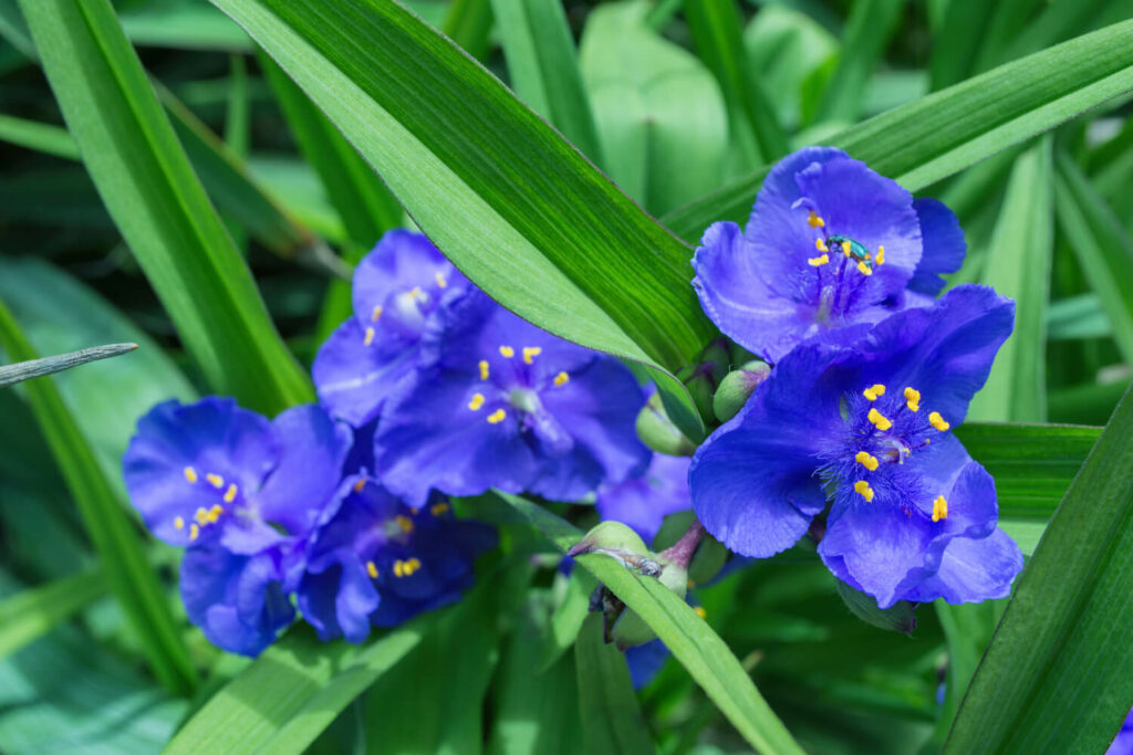 Blauwe driemaster bloem