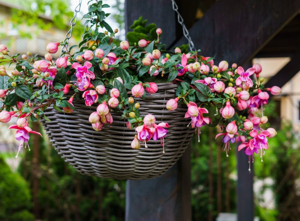 Fuchsia met roze bloemen in een hanging basket uit een rieten mandje