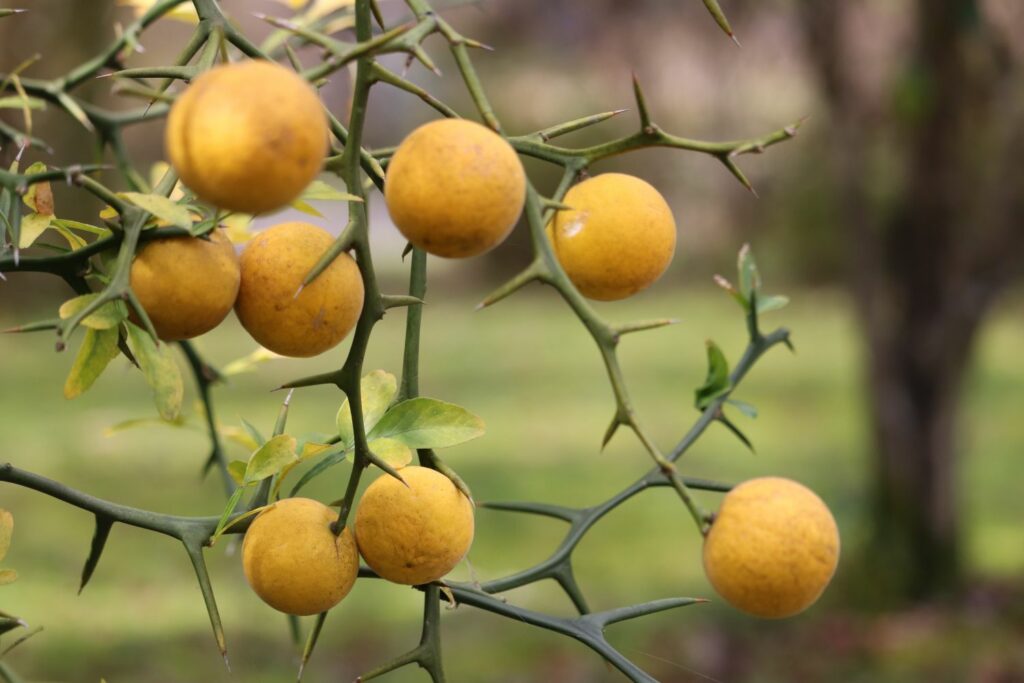 winterharde citrusplant