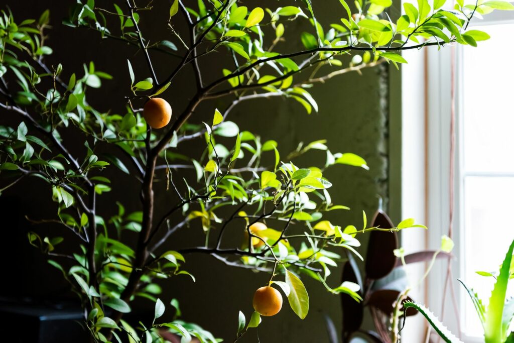 Overwinterende citrusplanten