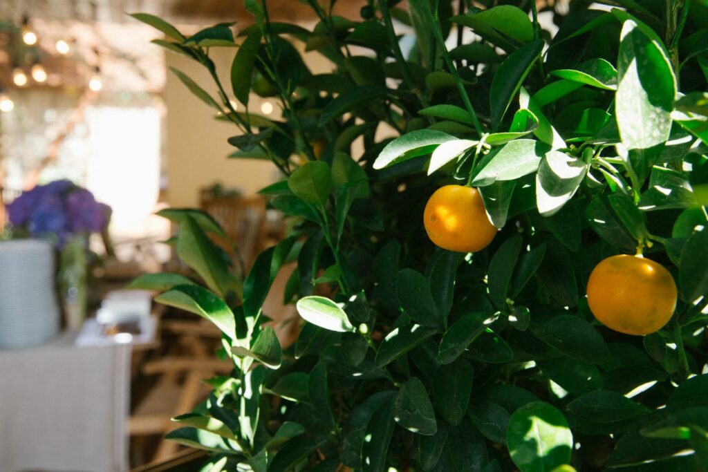 De citrusplant binnen overwinteren