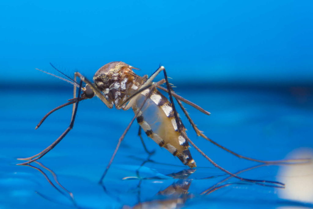 Muggen leggen eitjes op water