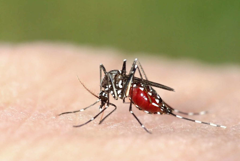 Tijgermug Aedes albopictus op huid blauwzuigende Aziatische tijgermug