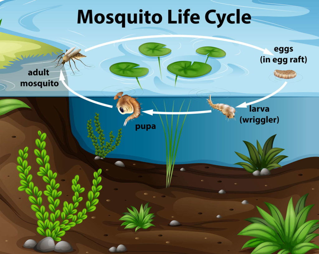Levenscyclus van een mug in een vijver Levenscyclus van een mug