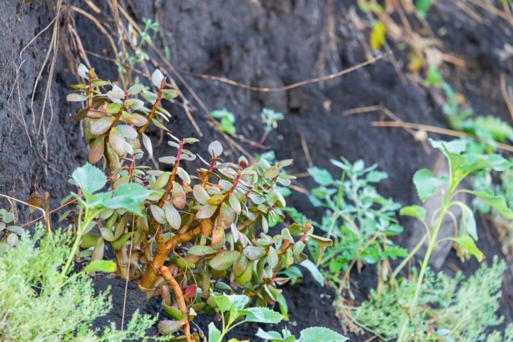 Geldboom in het wild, omgeven door aarde en andere planten