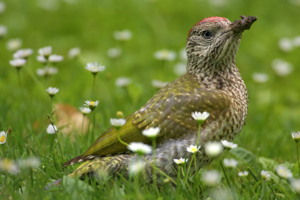 Groene specht jonge vogel in weiland