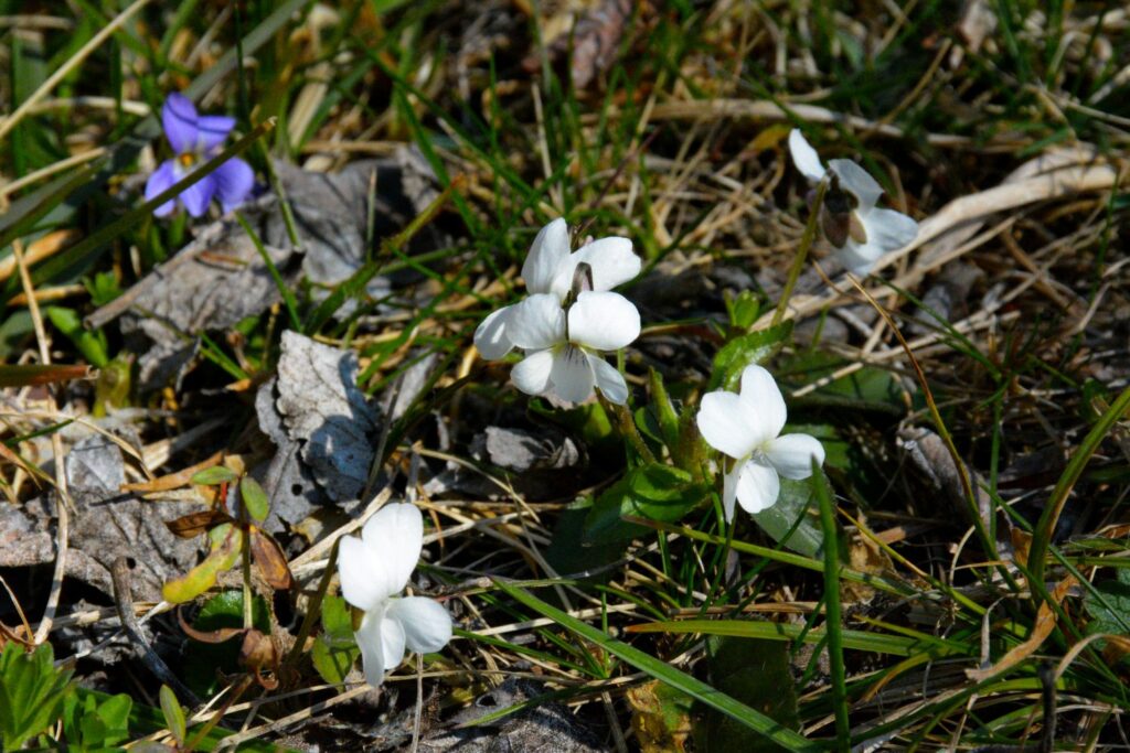Geurig viooltje 'Alba' met witte bloemen