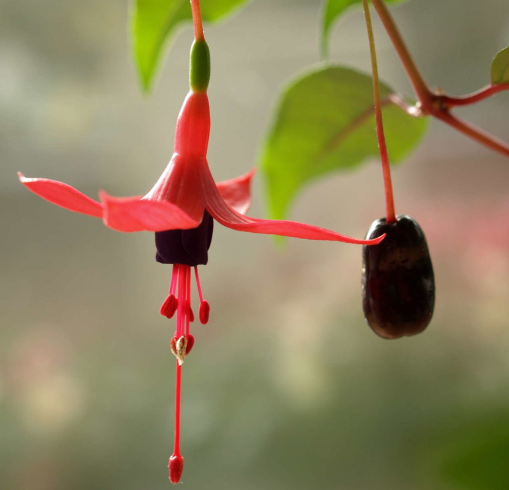 Fuchsia bloem en zaad dat naar beneden hangt