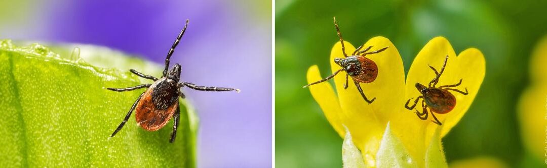 Teken in de tuin: Info en controle