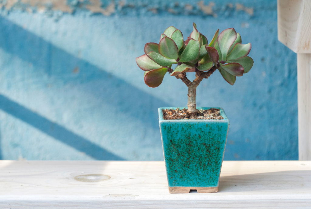Geldboom bonsai klein in blauwe pot 