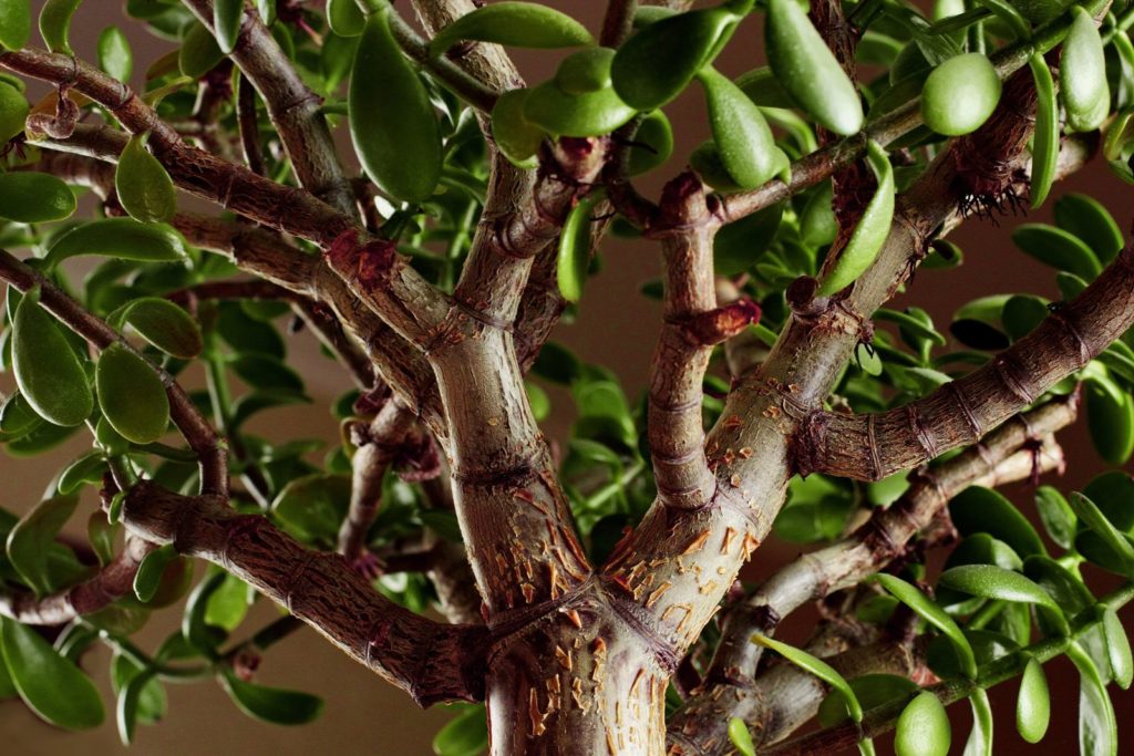Geldboom hoge stam met groene bladeren