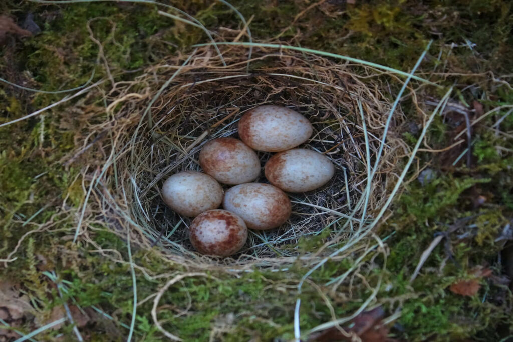 Roodborstjes in het nest