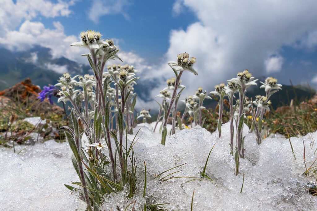 Edelweiss in de winter