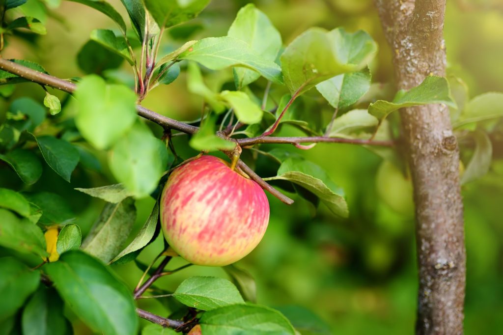 Rijpe appel hangend aan een appelboom