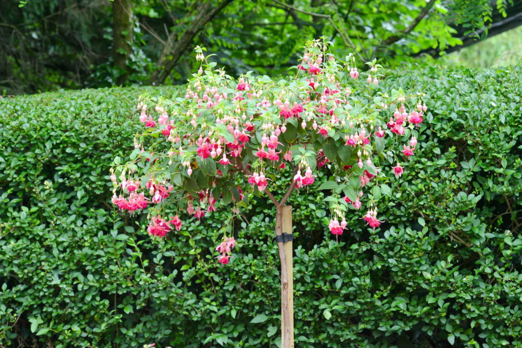 Fuchsia hoge stam in de tuin met groene achtergrond