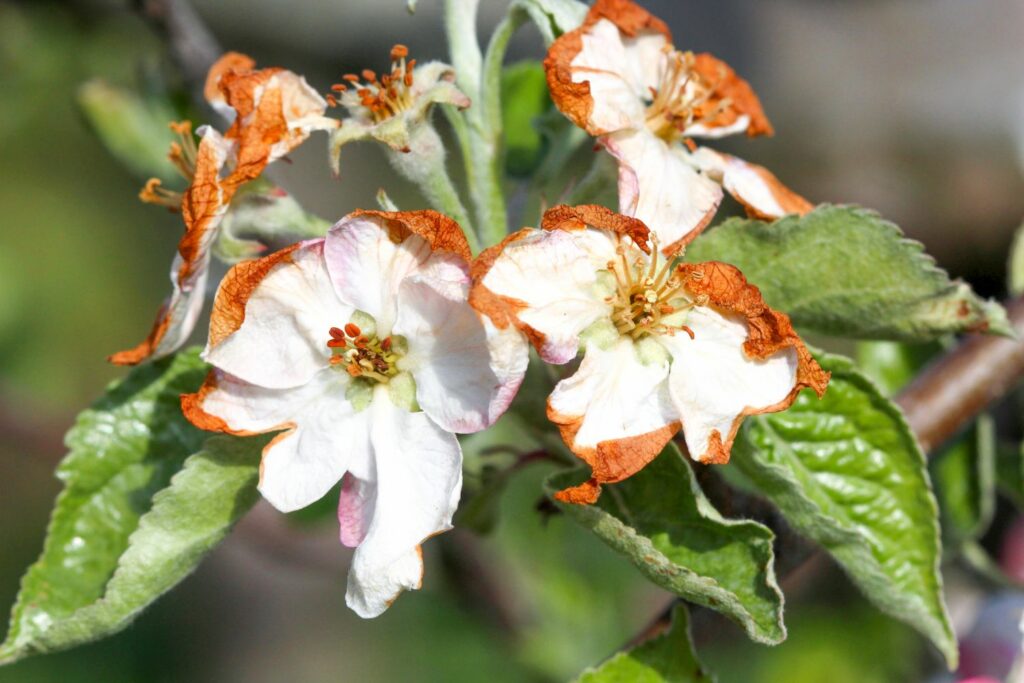 Verdwijnende fruitboom bloesems