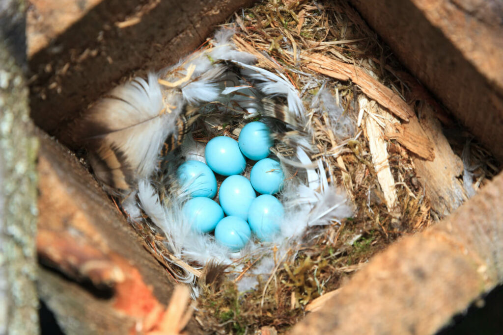 Blauwe roodstaart eieren