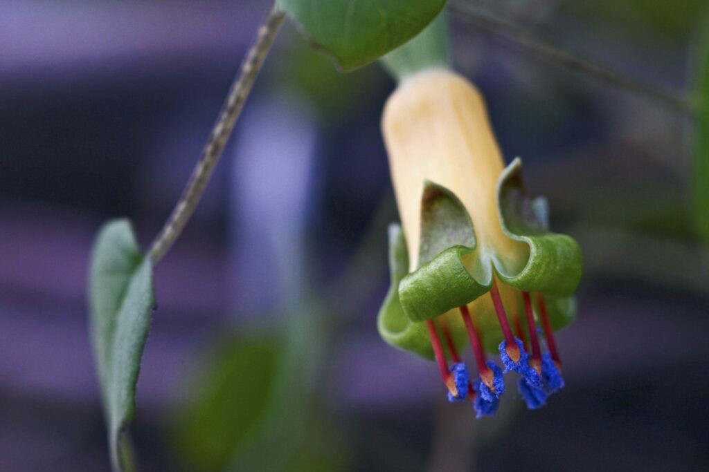 Fuchsia variëteit Procumbens