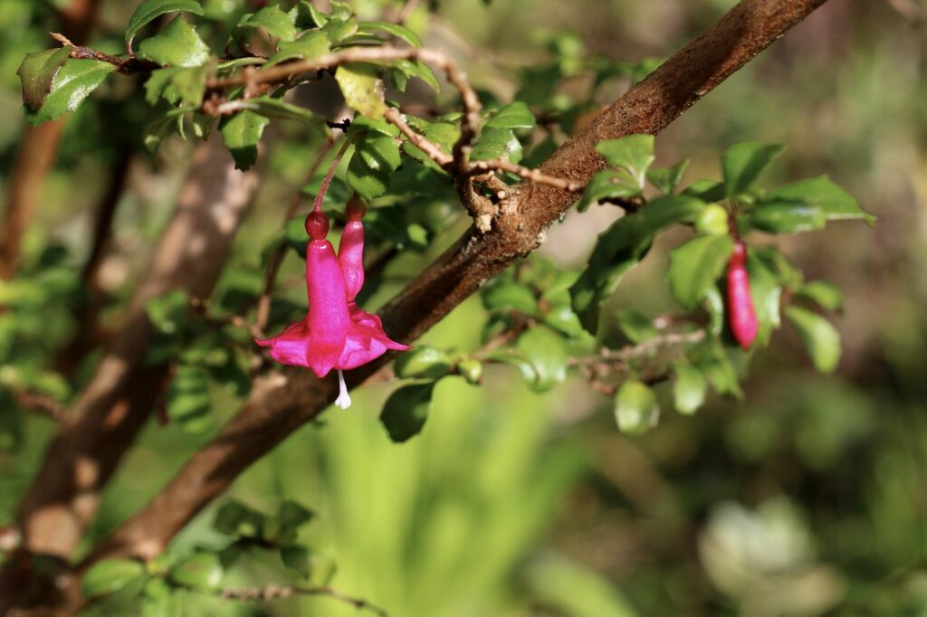 Fuchsia variëteit Microphylla