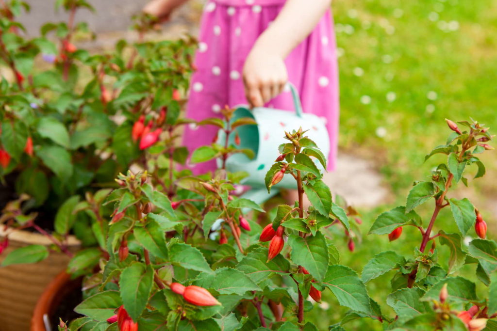 Fuchsia's rood in eigen tuin