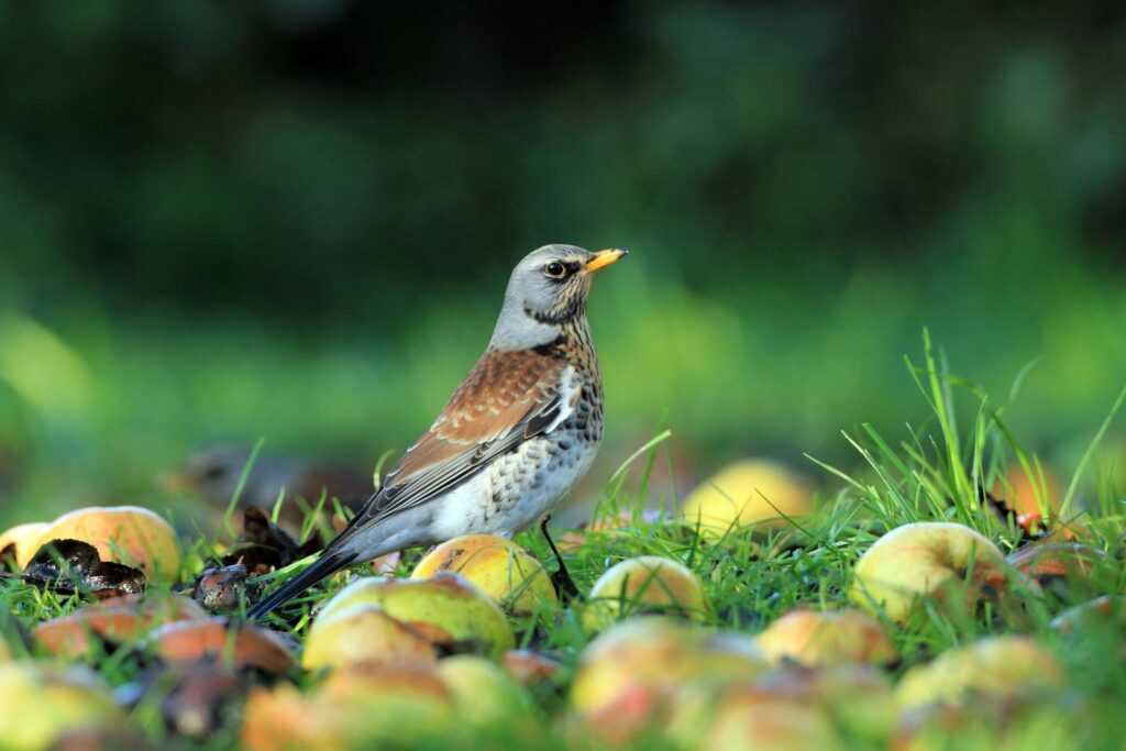 Gevallen fruit voor vogels