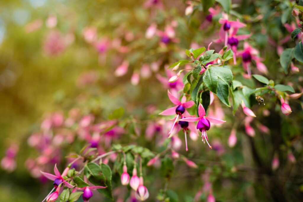 Fuchsia variëteit Chillerton Beauty