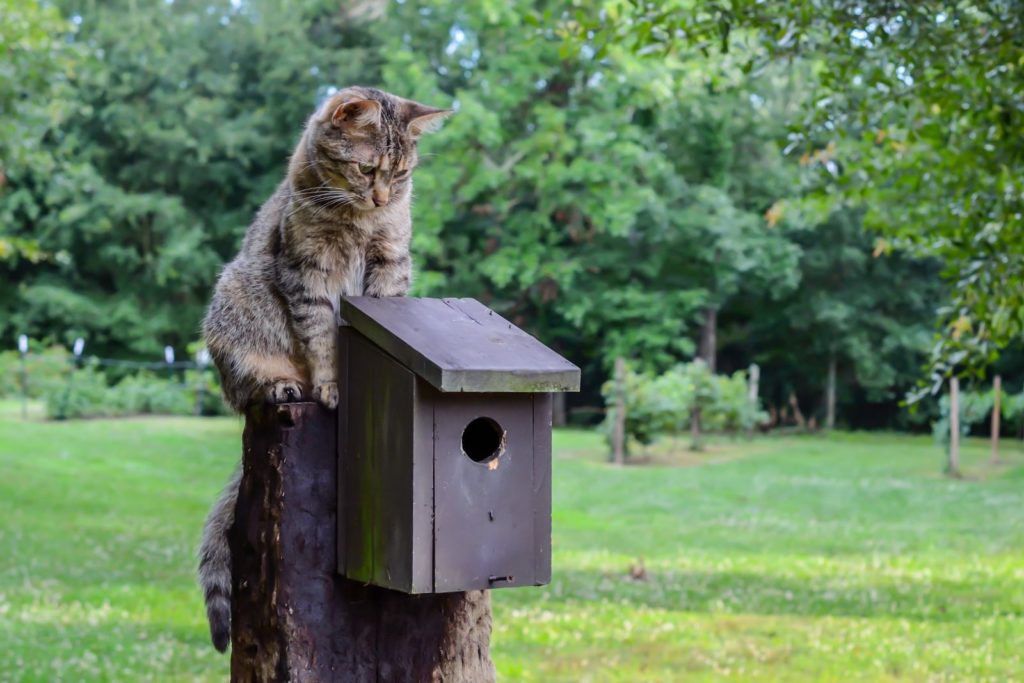 Kat kijkt neer op een nestkastje