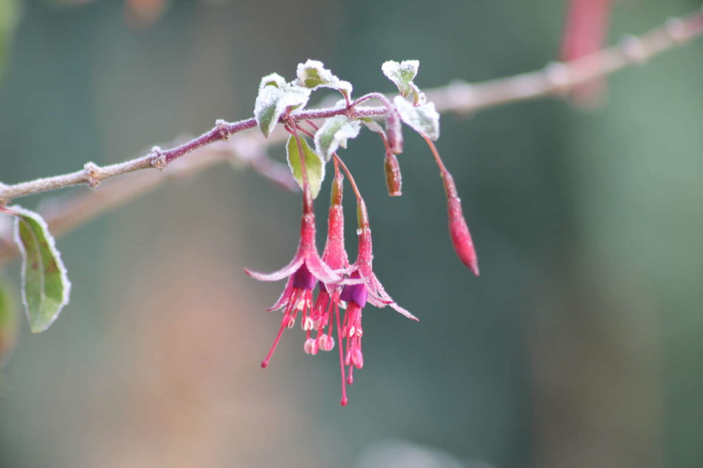Drie bevroren fuchsia bloemen