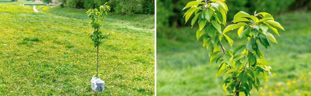 Snoeien: bomen en struiken correct snoeien