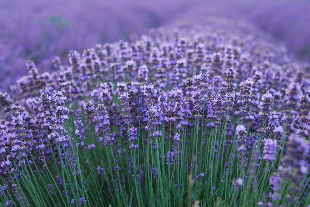 Aromatische essentiële oliën van de lavendelstruik