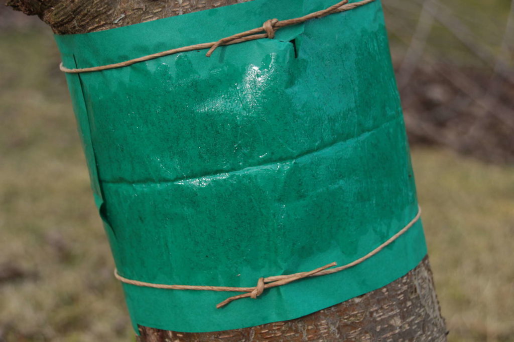 Val voor mottenplagen op boom lijmring