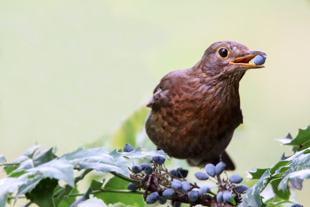 Vogel zittend op een struik die een bes eet