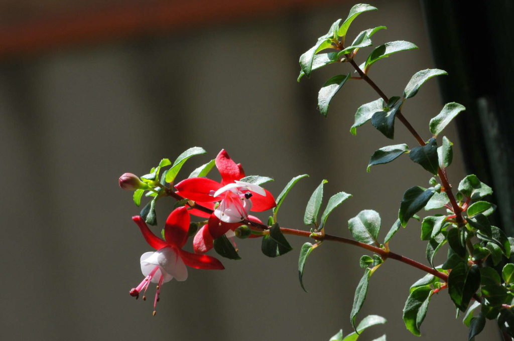 Fuchsia variëteit Shadow Dancer Betty rode bloem staand