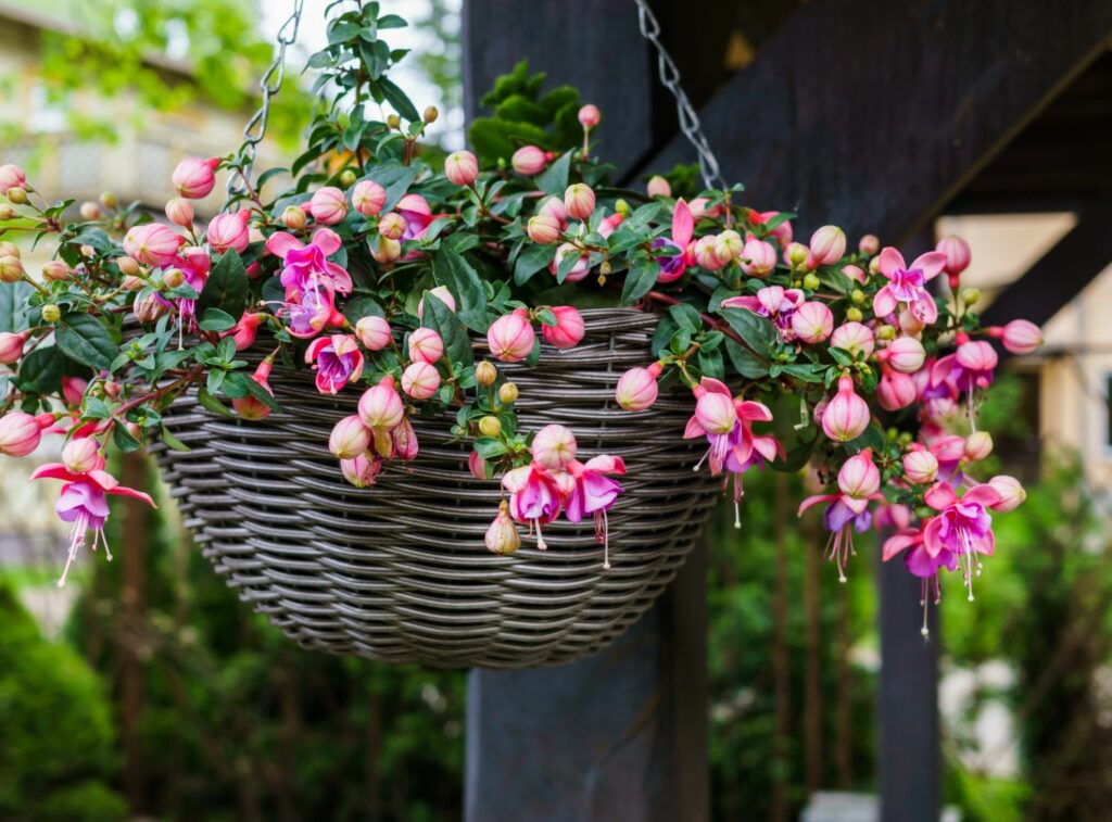 Fuchsia als hanging basket