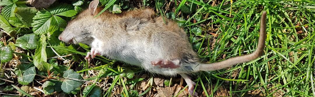 Ratten in de tuin: 7 tips voor bestrijding