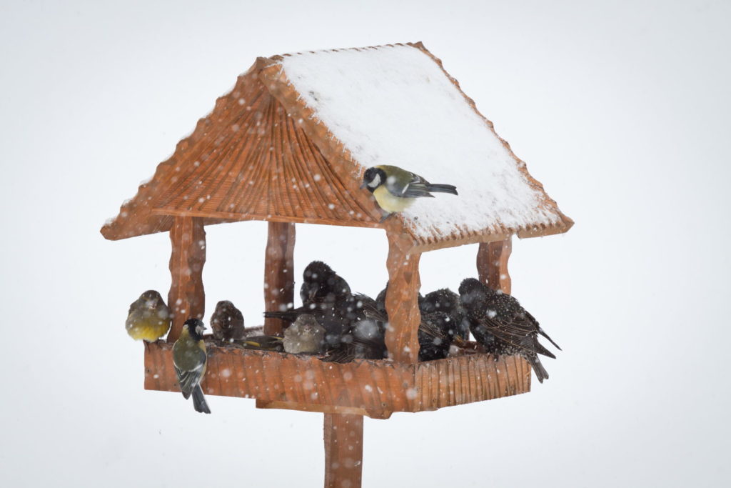 Vogels in een vogelhuisje in de winter