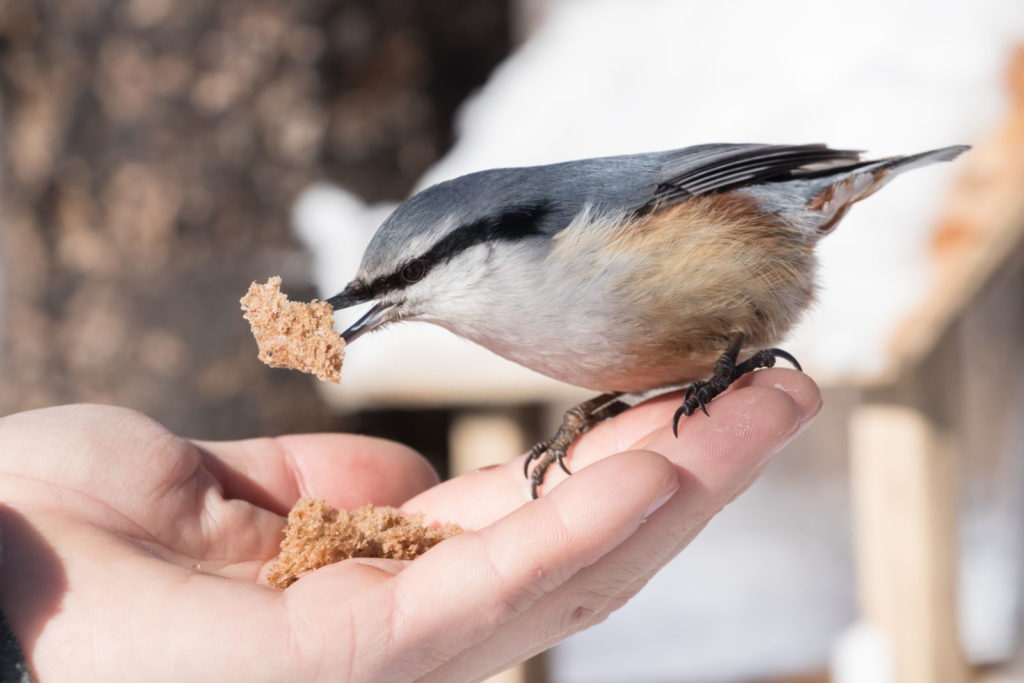 Vogel eet brood bij de hand