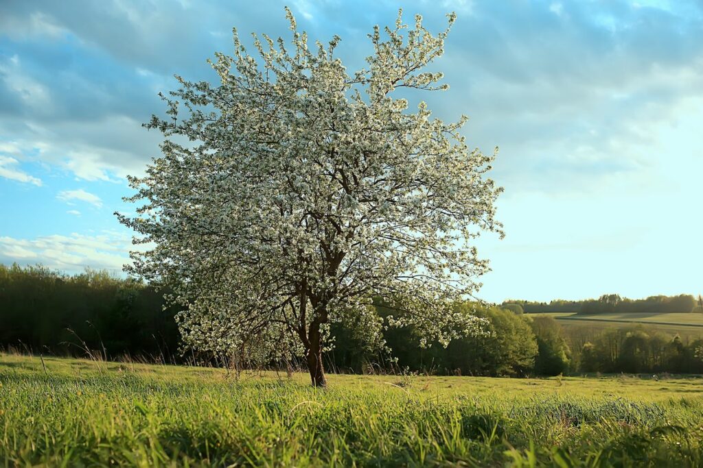 Bloeiende appelboom in een weiland