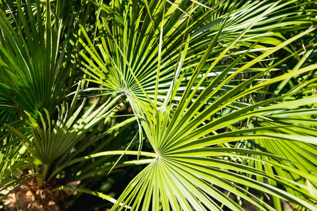 Groene bladeren van de tropische hennep palmboom