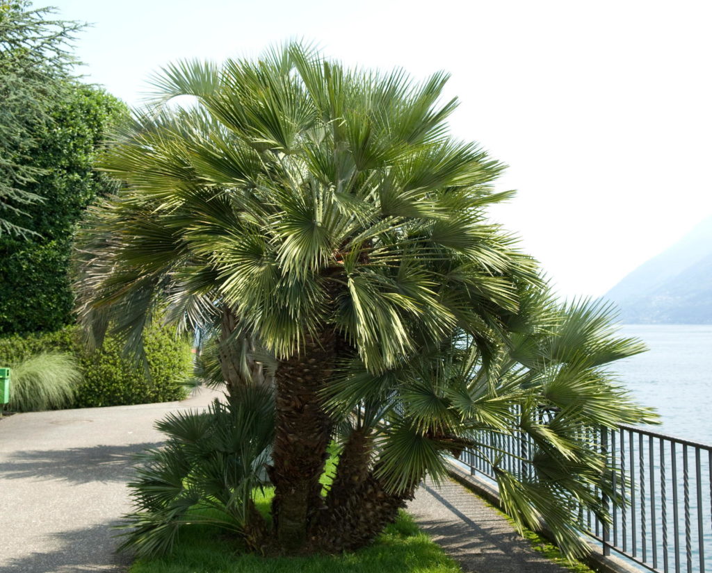 Hennep palm groeit bij de zee 