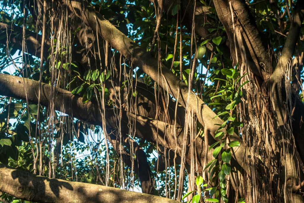Grote rubberboom met lange luchtwortels in de natuur