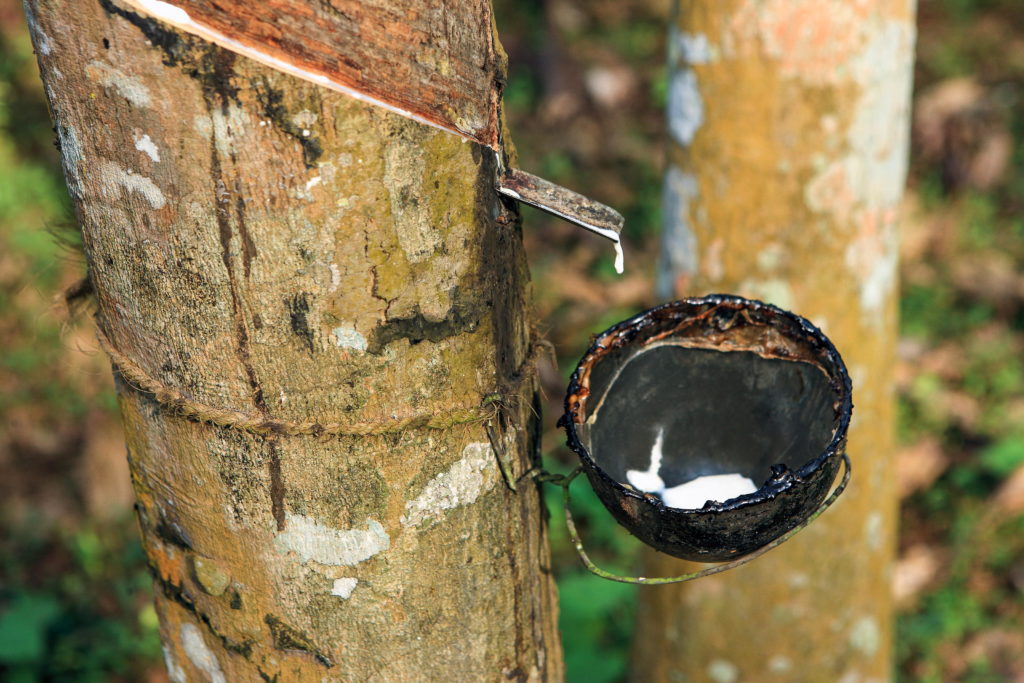 Stam van een rubberboom tijdens de rubberwinning