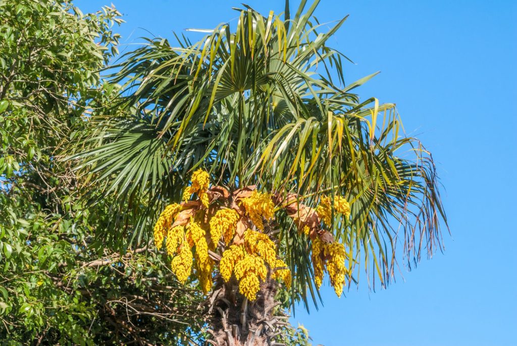 Grote palm met gele vruchten