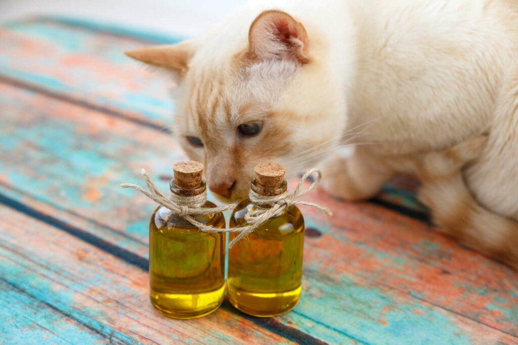 Kat ruikt aan twee flesjes olie