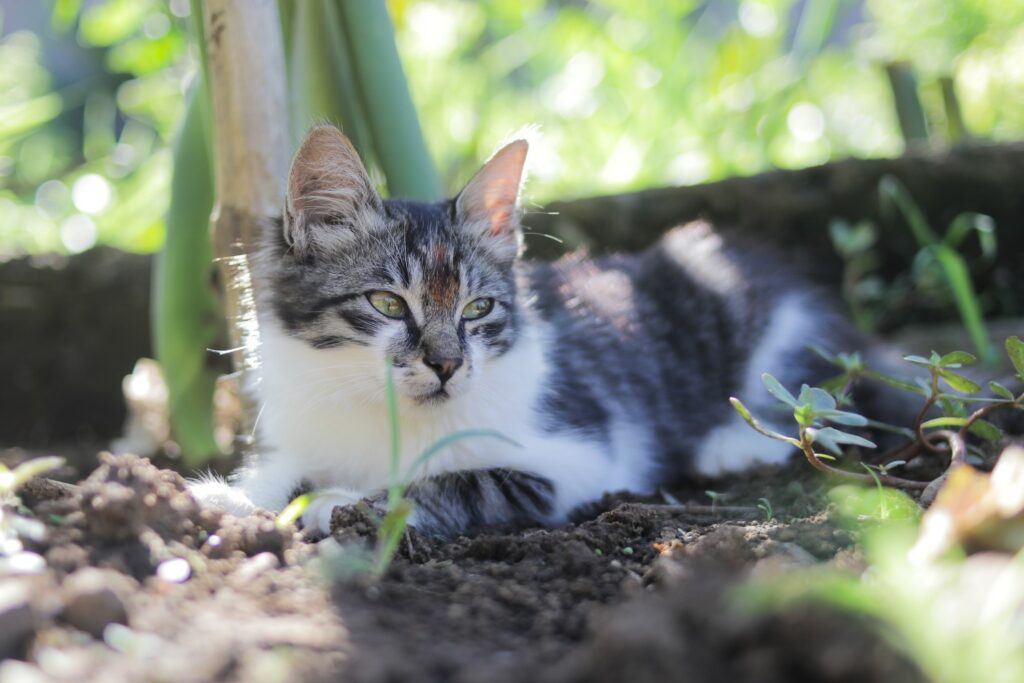 Kat in de tuin
