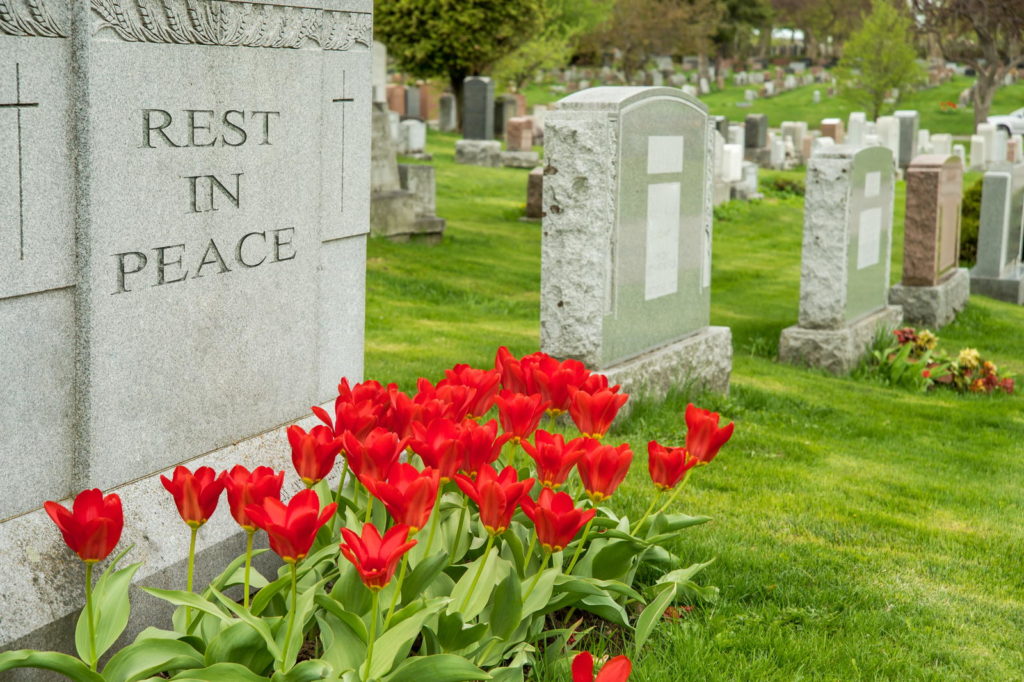 Rode tulpen op een graf
