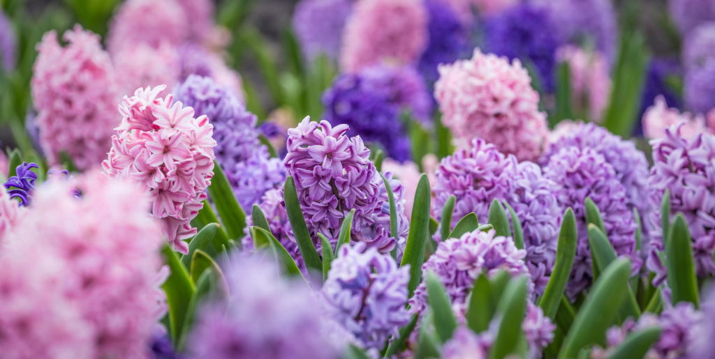 Roze en paarse hyacint 