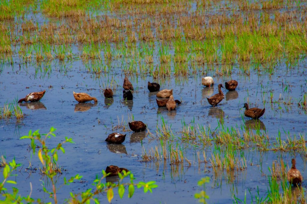 Lopende eenden in een rijstveld